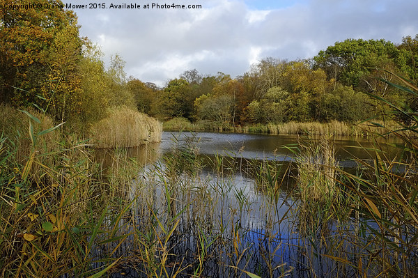  Wake Valley Pond, Epping Forest Picture Board by Diana Mower