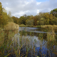 Buy canvas prints of  Wake Valley Pond, Epping Forest by Diana Mower