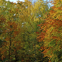 Buy canvas prints of  Epping Forest Essex by Diana Mower