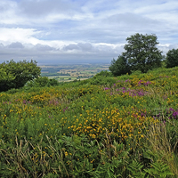 Buy canvas prints of  Quantock Hills Somerset by Diana Mower