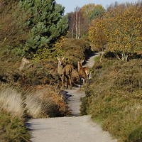 Buy canvas prints of  Dunwich Heath Red Deer by Diana Mower