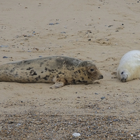 Buy canvas prints of  Norfolk Seals by Diana Mower