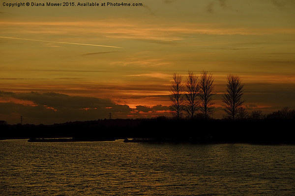  Golden Sunset at Abberton Reservoir  Picture Board by Diana Mower