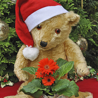 Buy canvas prints of Christmas Bear  by Diana Mower