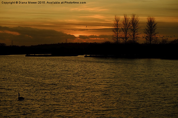  Abberton Reservoir Sunset Picture Board by Diana Mower