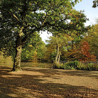 Buy canvas prints of  Epping Forest Lake by Diana Mower