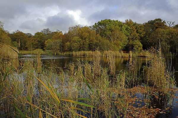 Wake Valley Pond Picture Board by Diana Mower