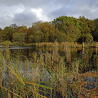 Buy canvas prints of Wake Valley Pond by Diana Mower