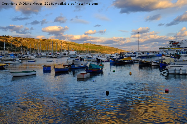 Gozo Harbour evening Picture Board by Diana Mower