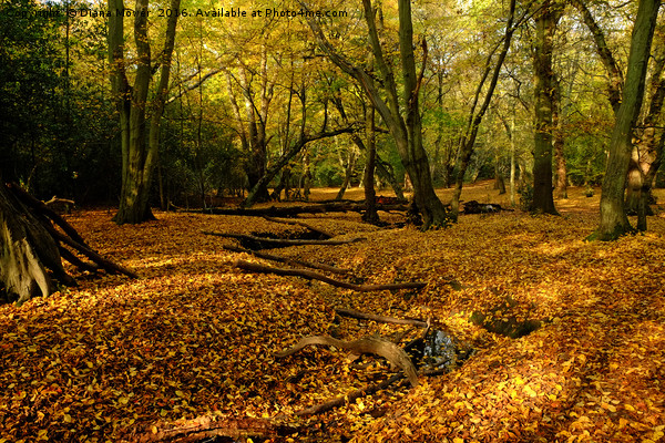 Epping Forest In Autumn Picture Board by Diana Mower