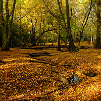 Buy canvas prints of Epping Forest In Autumn by Diana Mower
