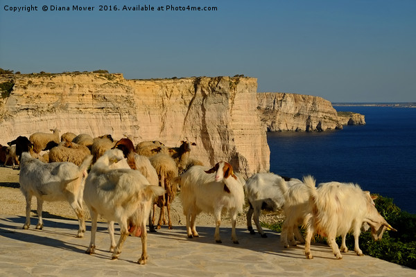 Goats on the Sanap Cliffs Gozo Picture Board by Diana Mower