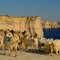 Buy canvas prints of Goats on the Sanap Cliffs Gozo by Diana Mower
