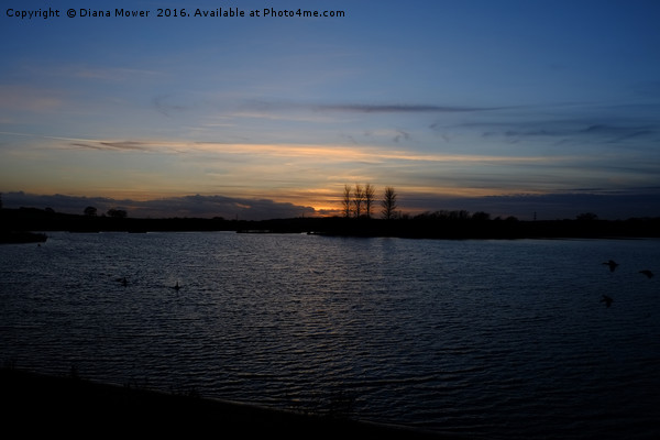Abberton Reservoir Essex Picture Board by Diana Mower