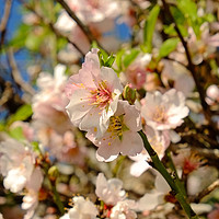 Buy canvas prints of Almond Blossom by Diana Mower
