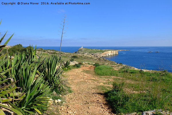 St Pauls Island Malta Picture Board by Diana Mower