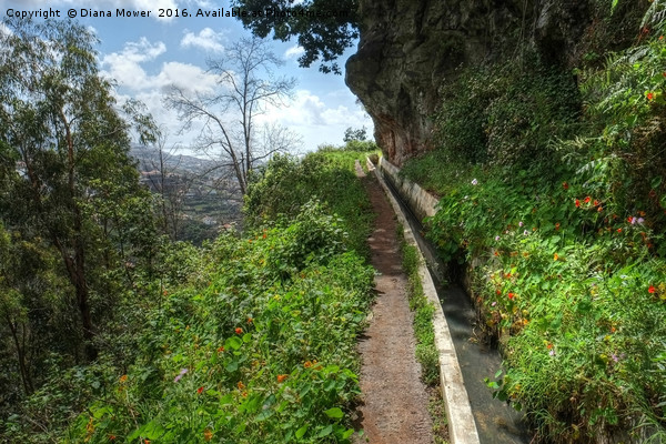 Levada do Norte, Madeira Picture Board by Diana Mower