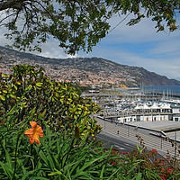 Buy canvas prints of Funchal, Madeira by Diana Mower