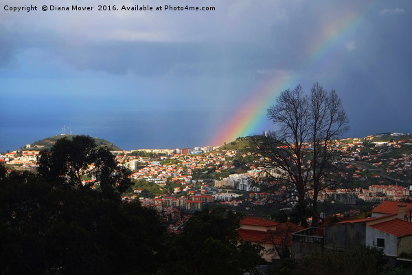 Rainbow over Funchal Picture Board by Diana Mower
