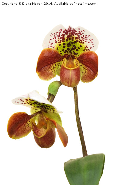 Slipper Orchid Picture Board by Diana Mower