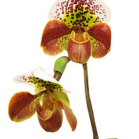 Buy canvas prints of Slipper Orchid by Diana Mower