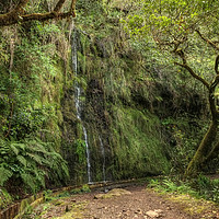 Buy canvas prints of Madeiran Waterfall by Diana Mower