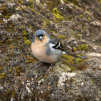 Buy canvas prints of Madeiran Chaffinch by Diana Mower