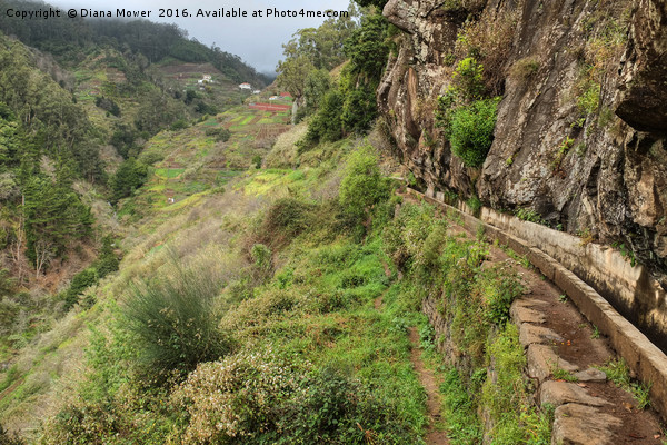 Levada do Norte Madeira Picture Board by Diana Mower