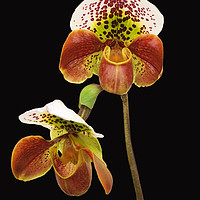 Buy canvas prints of Slipper Orchid by Diana Mower