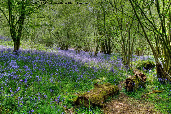  Hillhouse Wood Bluebells Picture Board by Diana Mower