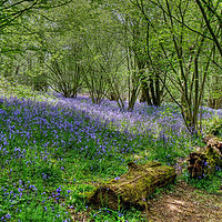 Buy canvas prints of  Hillhouse Wood Bluebells by Diana Mower