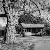 Buy canvas prints of Finsbury Park by Diana Mower