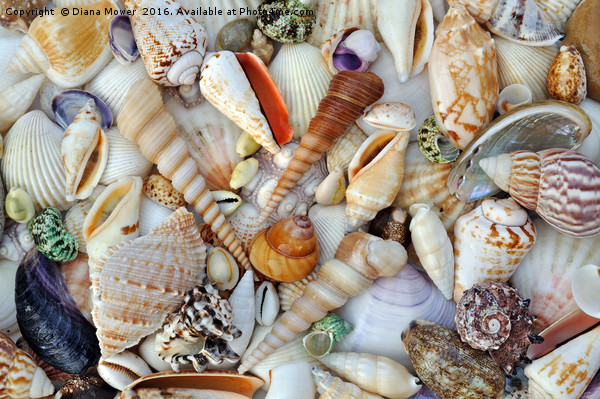 Sea Shells Picture Board by Diana Mower