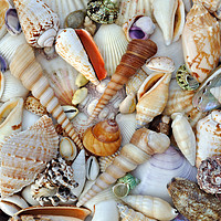 Buy canvas prints of Sea Shells by Diana Mower