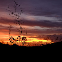 Buy canvas prints of English Countryside Sunset by Diana Mower