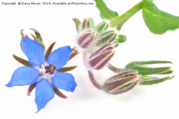 Borage flower Picture Board by Diana Mower