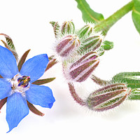 Buy canvas prints of Borage flower by Diana Mower