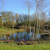 Buy canvas prints of  Long Melford Country Park, Suffolk by Diana Mower