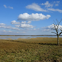 Buy canvas prints of Tollesbury Marshes by Diana Mower