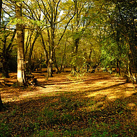 Buy canvas prints of Epping Forest by Diana Mower