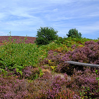 Buy canvas prints of A Seat in the Heather by Diana Mower