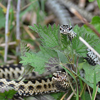 Buy canvas prints of Adders  by Diana Mower