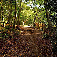 Buy canvas prints of Lingwood Common, Essex by Diana Mower