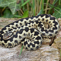 Buy canvas prints of Adder and ladybird by Diana Mower