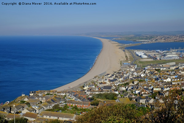 Chesil Beach Dorset  Picture Board by Diana Mower