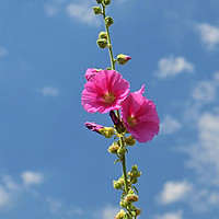 Buy canvas prints of Hollyhock by Diana Mower