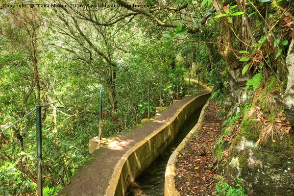 Ribeiro Frio Levada path, Madeira Picture Board by Diana Mower