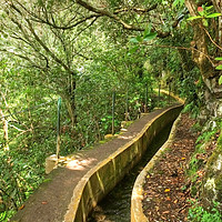 Buy canvas prints of Ribeiro Frio Levada path, Madeira by Diana Mower