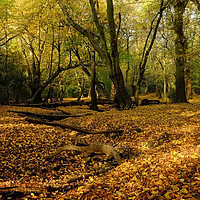 Buy canvas prints of Epping Forest  by Diana Mower
