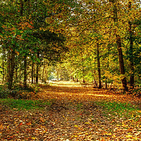 Buy canvas prints of Autumn in Essex by Diana Mower
